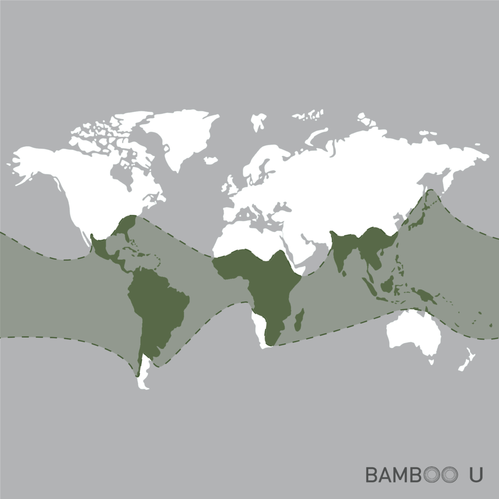 5 SURPRISING COUNTRIES THAT ARE GROWING BAMBOO 2 - Bamboo U