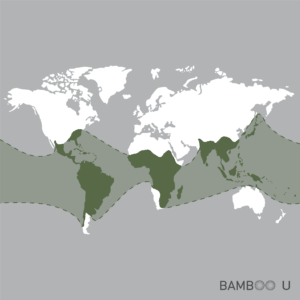 5 SURPRISING COUNTRIES THAT ARE GROWING BAMBOO 2