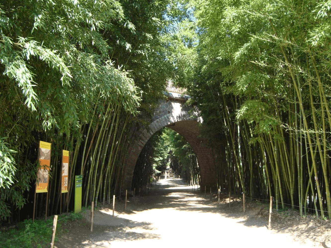 5 SURPRISING COUNTRIES THAT ARE GROWING BAMBOO 3
