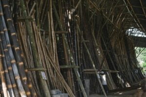 PREPARING AND SELECTING YOUR BAMBOO FOR CONSTRUCTION 2
