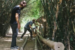 PREPARING AND SELECTING YOUR BAMBOO FOR CONSTRUCTION 3
