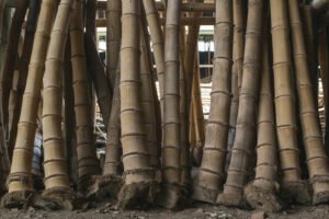 PREPARING AND SELECTING YOUR BAMBOO FOR CONSTRUCTION 5