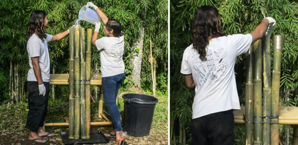 How to Treat Bamboo In Your Backyard - Bamboo U