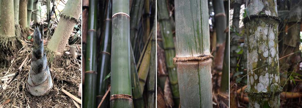 How To Harvest Bamboo Sustainably