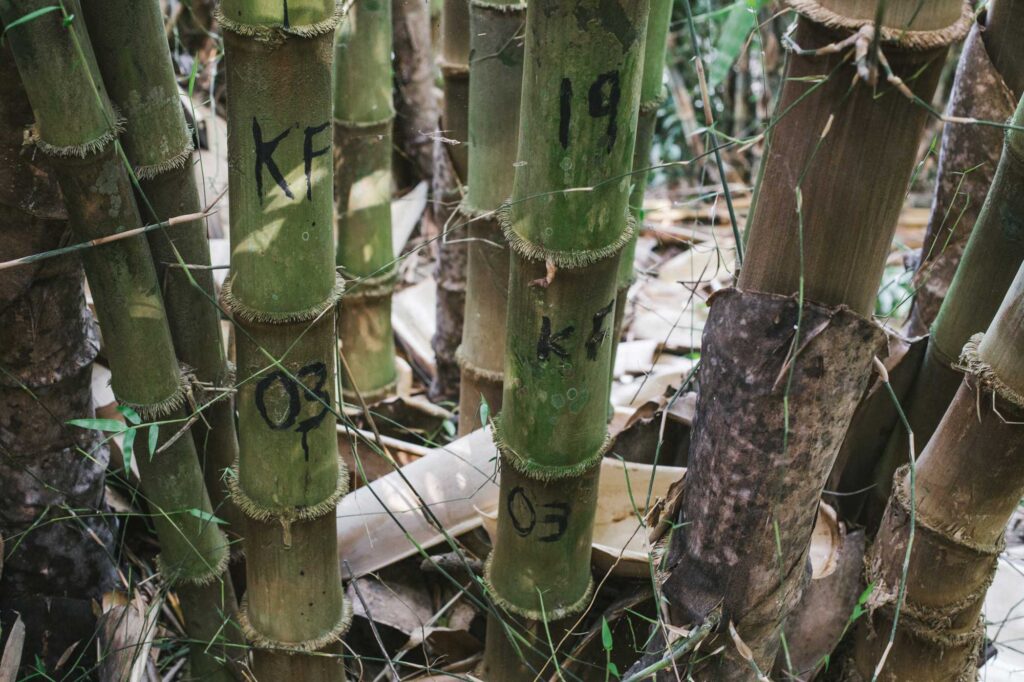 Bamboo Growing Guides, Tips, and Information
