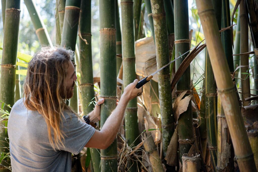 Bamboo stick. A stick of bamboo with a new shoot growing