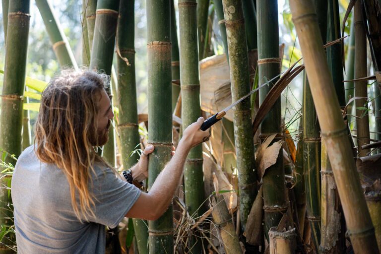 How to Harvest Bamboo Sustainably