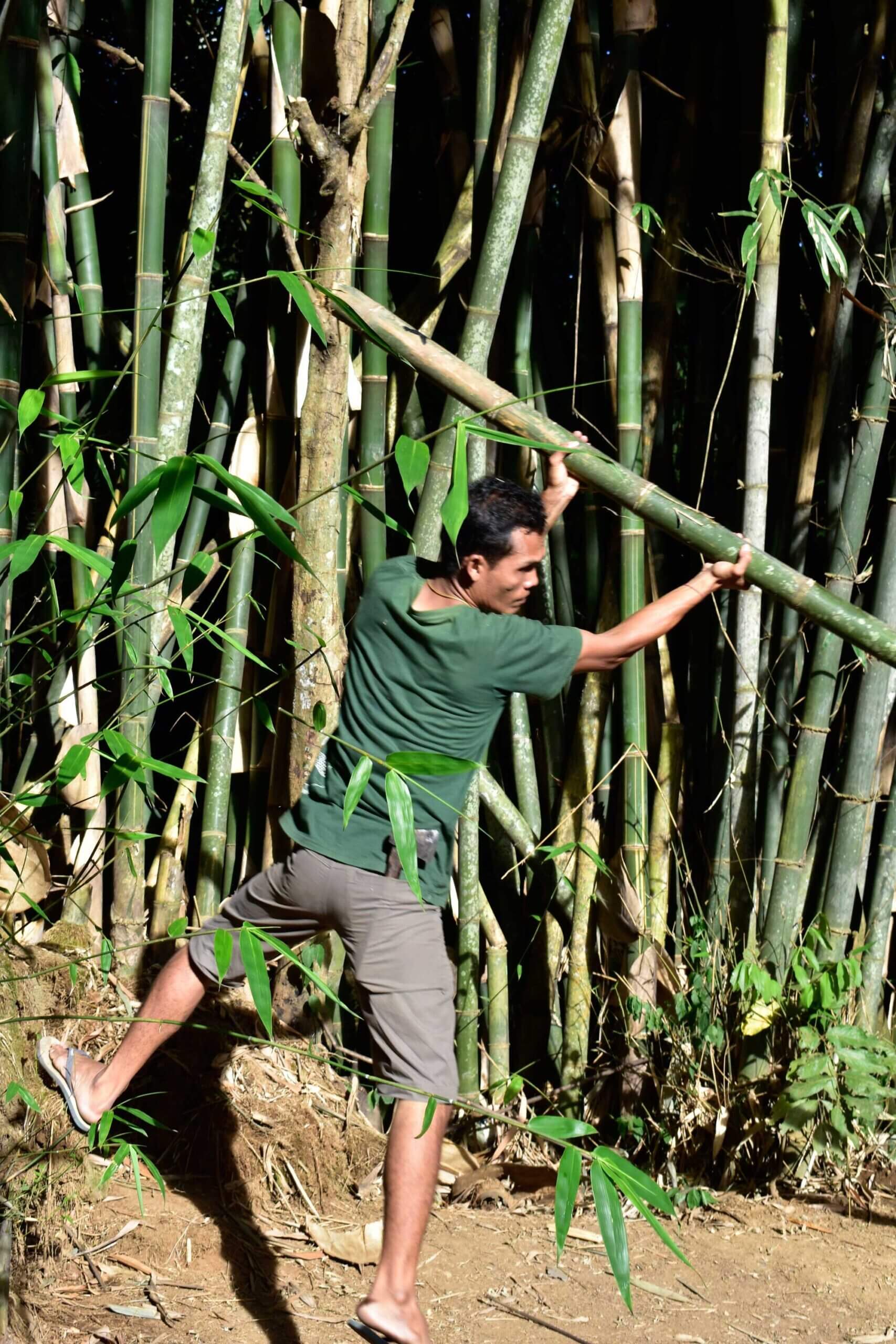 How To Harvest Bamboo Sustainably