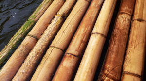 Saltwatering Bamboo