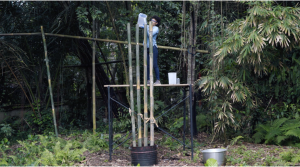 BAMBOO U - DIY Boron-Based Bamboo Treatment Method