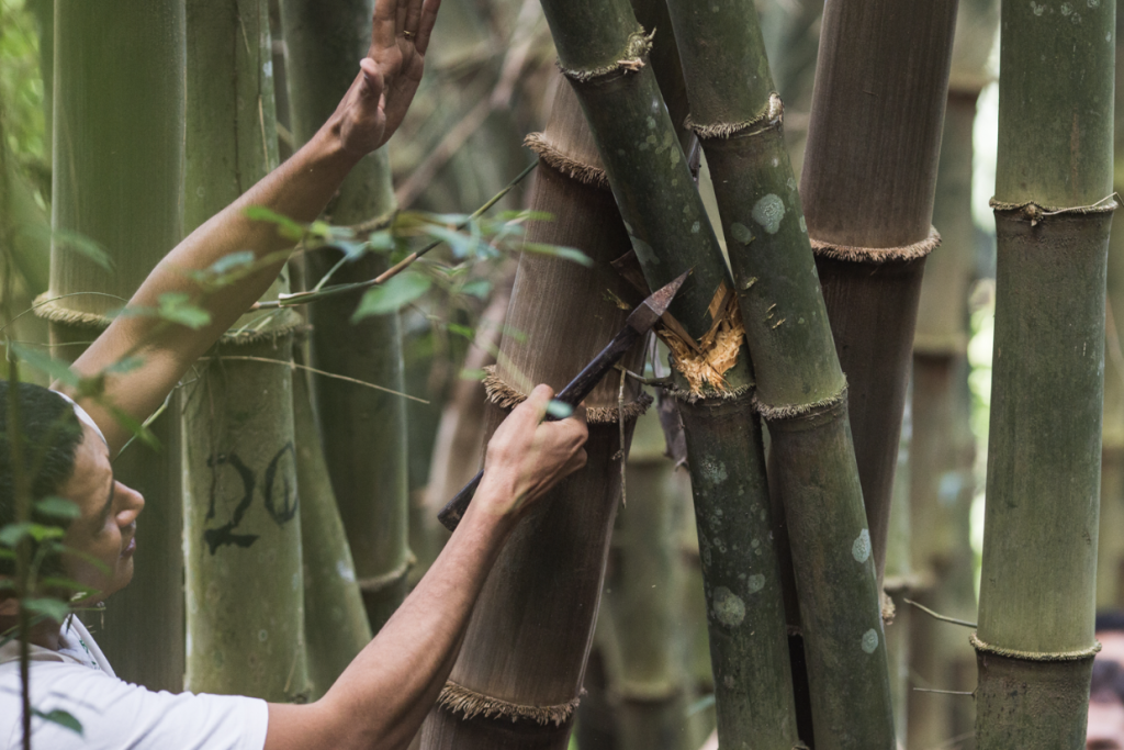 BAMBOO U, Arief Rabik from Indobamboo Showing Correct Technique of Cutting Bamboo During the 11 Day Build and Design with Bamboo Workshop in Bali