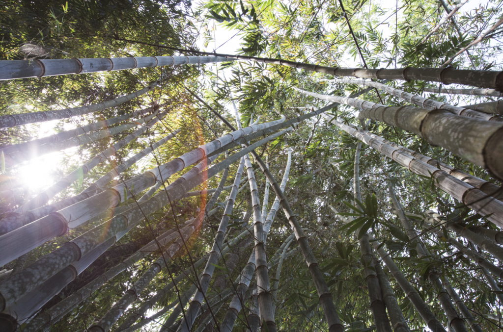 BAMBOO U, Bamboo Canopy at Bamboo U Campus Bali, Sibang