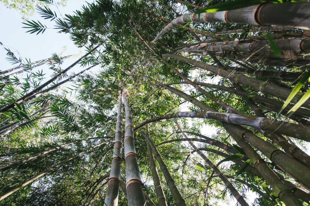 BAMBOO U - Bamboo Canopy