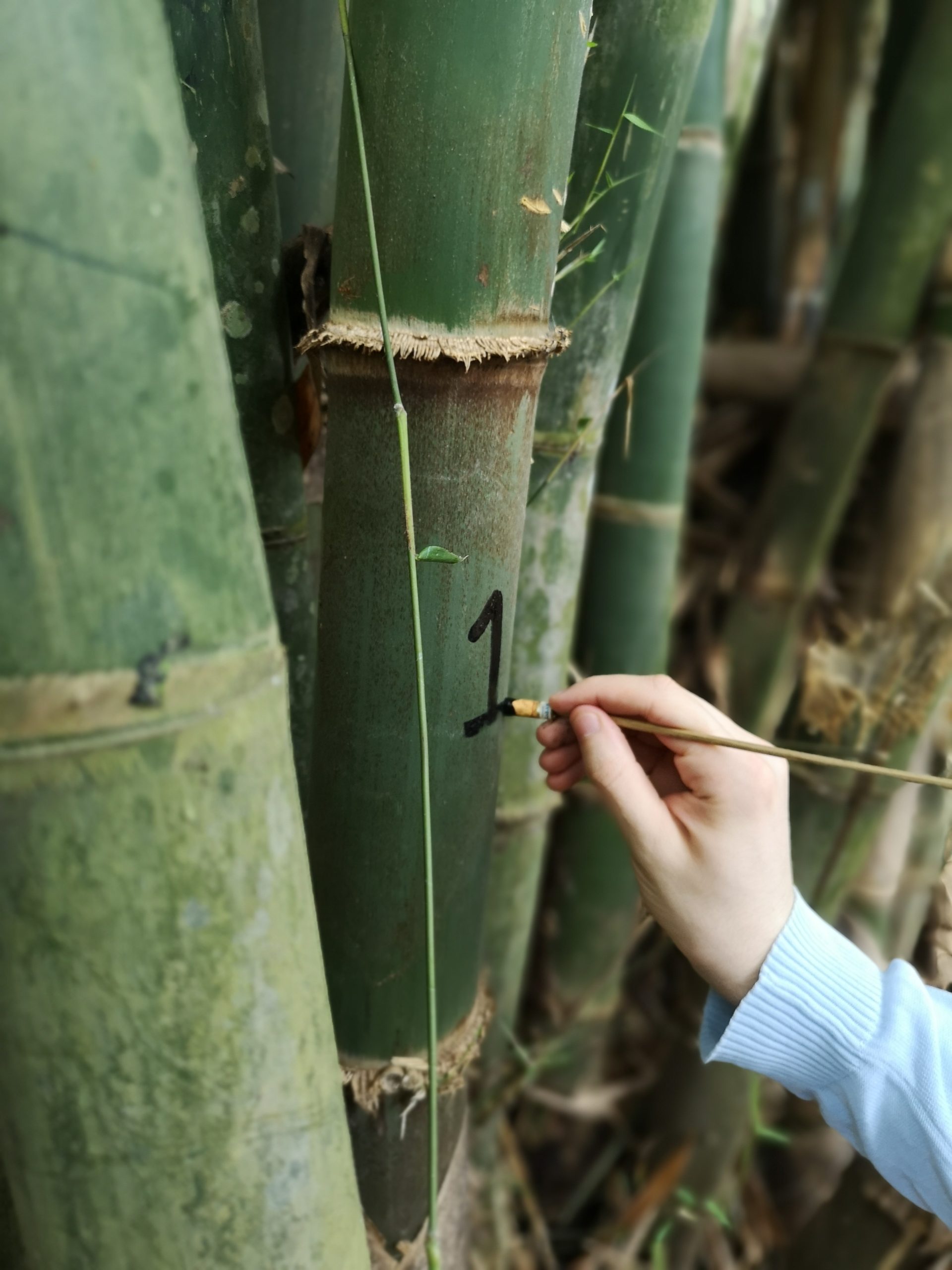 BAMBOO U - Numbering System on Bamboo