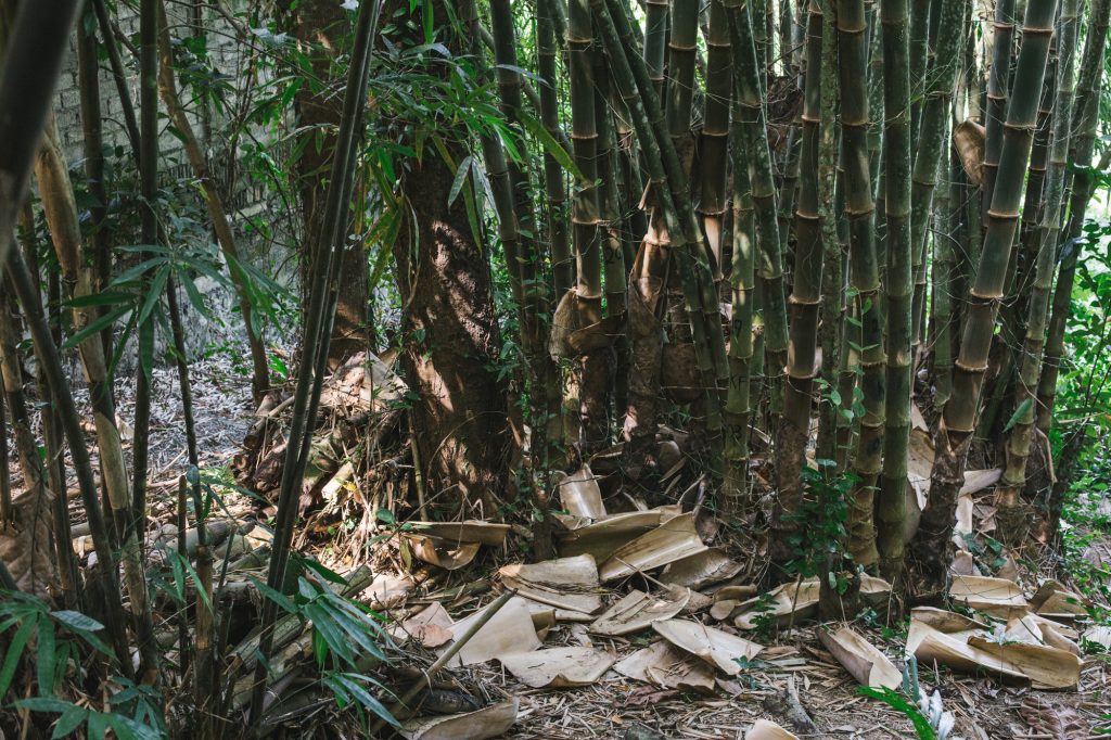 BAMBOOU - Bamboo Clumping