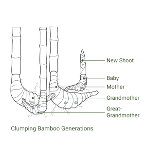 BAMBOO U - Clumping Bamboo Generations
