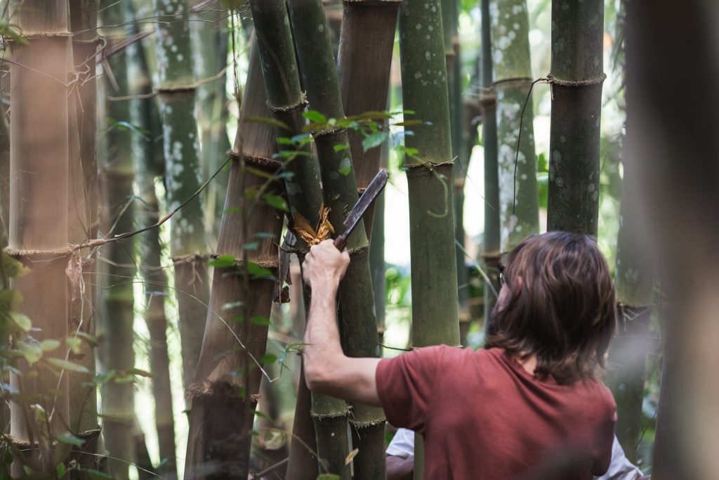 BAMBOO U - Harvesting