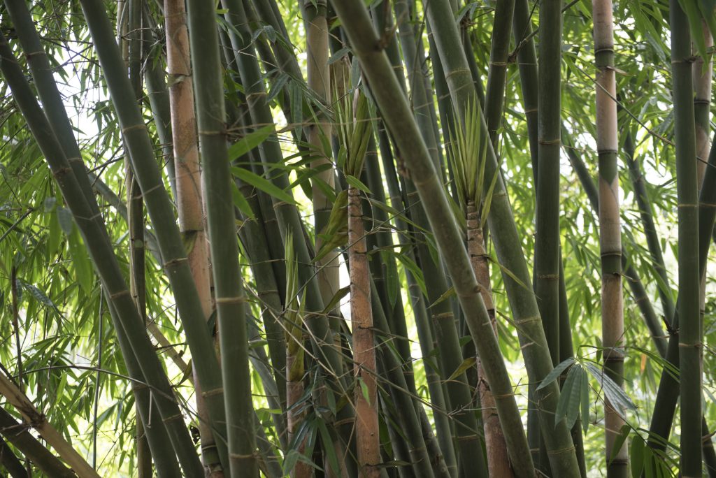 The Difference Between Moso Bamboo And Other Species