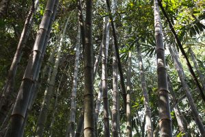 BAMBOO U - Bamboo Dendrocalamus Asper Bali