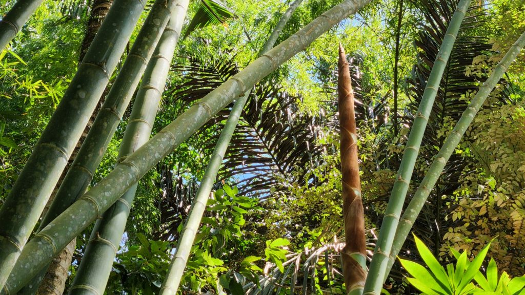 BAMBOO U - Guadua