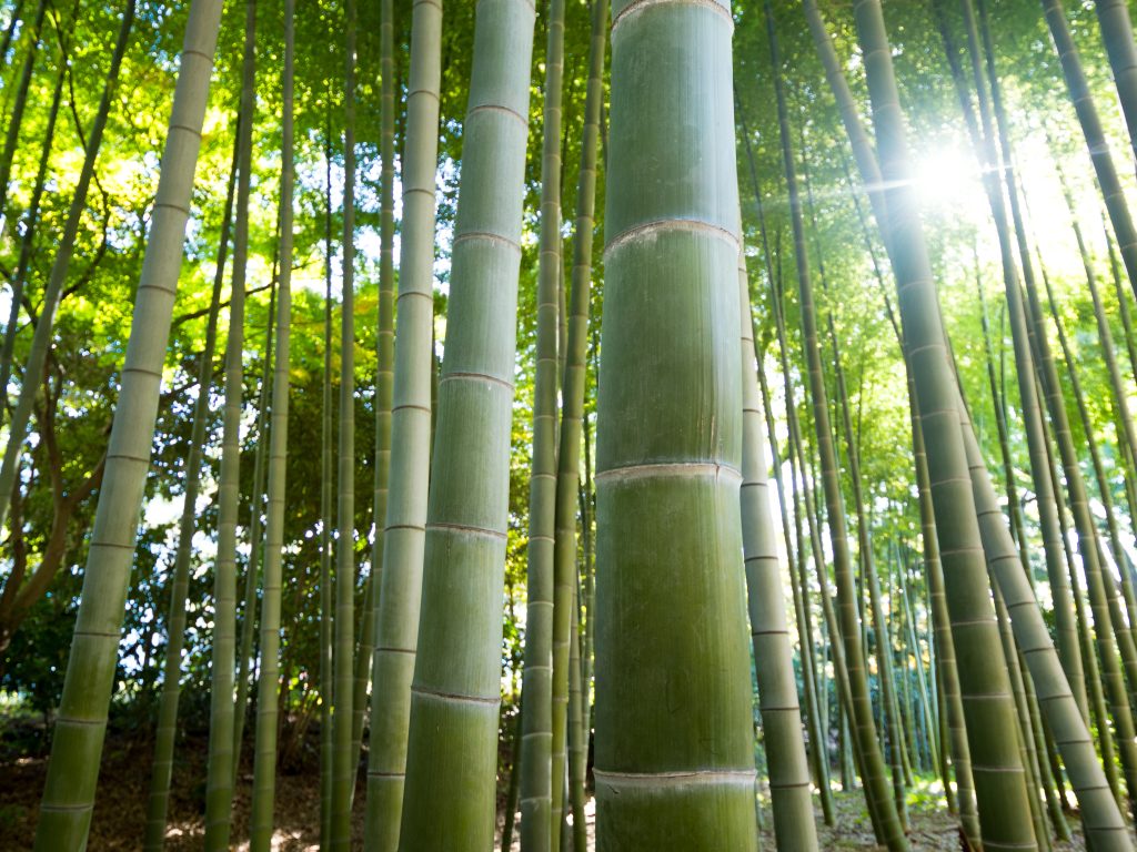 A,Lush,Japanese,Bamboo,Forest,With,Beautiful,Sunbeams, BAMBOO U