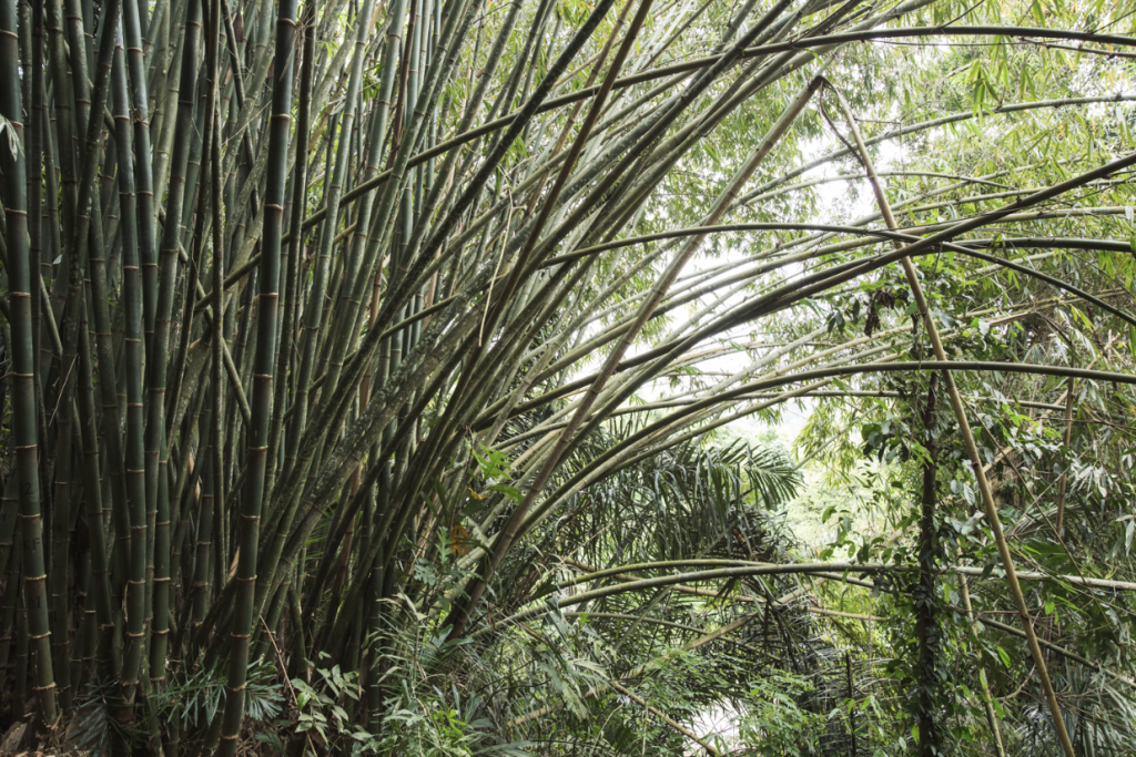 Bamboo  Project Regeneration