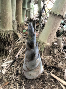 BAMBOO U - Bamboo Shoot at Bamboo U Campus