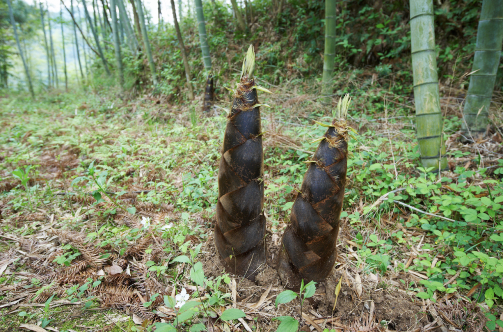 BAMBOO U - Bamboo Shoots