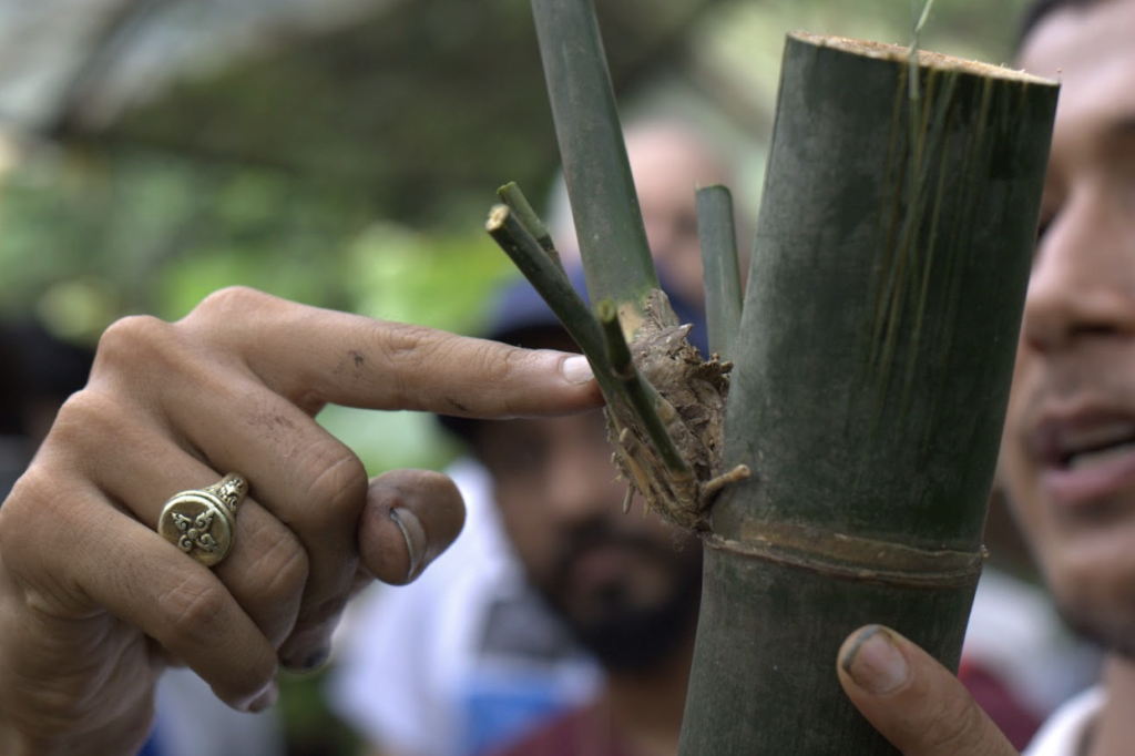 BAMBOO U - How to do Bamboo Cutting