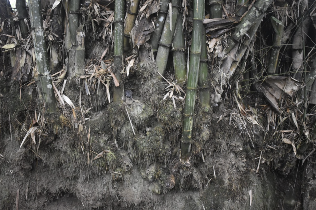 BAMBOO U - Rhizomes