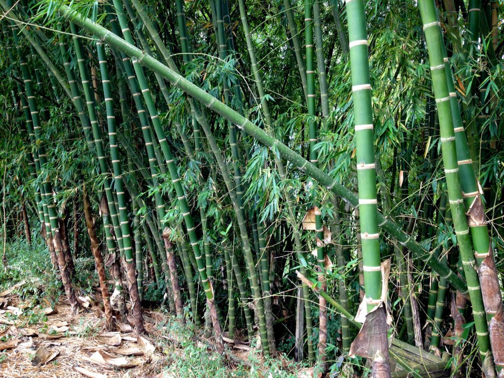 BAMBOO U - Guadua Image from Guadua Bamboo